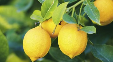 Lemons hanging from branch