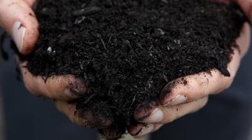Dobrze starzejący się kompost jest najlepszym źródłem składników odżywczych dla ogórków.