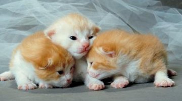 Kittens associate kneading with food.