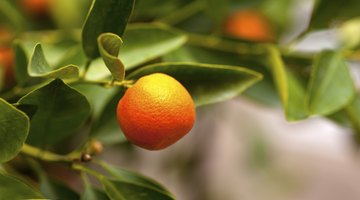 tangerine fruit season