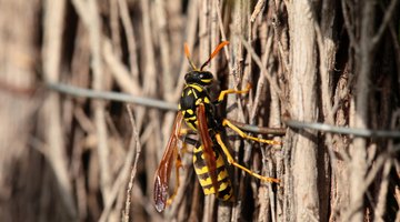 yellow jack on pile of sticks