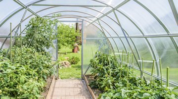 Inside of a greenhouse.