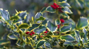 Close-up of English holly