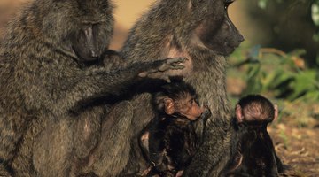 Fleas hitch rides on people and animals