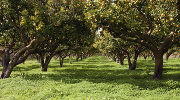 Row of orange trees