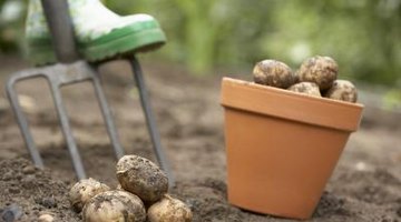 Unlike root crops, several tubers can grow per plant.