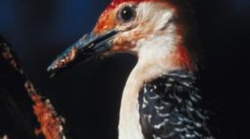 Several kinds of woodpeckers eat pine cone seeds.