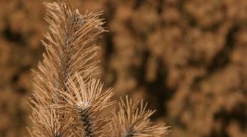 Dead needles are an indicator of a blight or dieback disease.