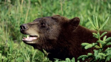 black bear in grass