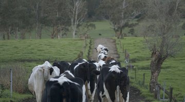 Observe as vacas conforme elas andam para detectar a fraqueza nas pernas
