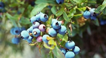 This is a good example of a healthy blueberry plant.