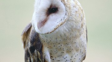 A female barn owl observes her surroundings.