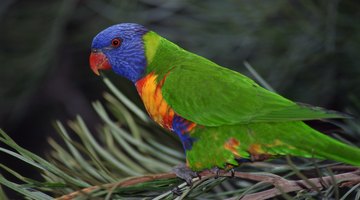 Lorikeets are sociable and can be housed with several different species
