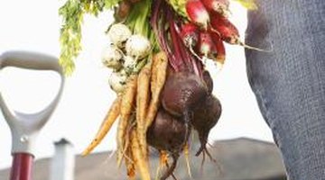 Carrots, radishes and beets are root crops.
