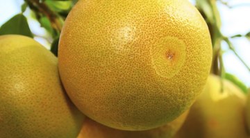 Grapefruits hanging from branch