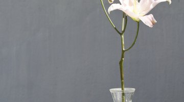 Single flower in vase