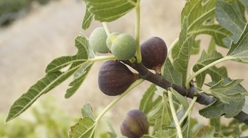 Ripe figs on branch