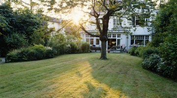 Look for active tunnels by searching for ridges in your lawn that connect two mounds.