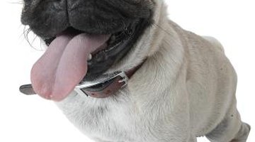 Brachycephalic -- flat-faced dogs -- are prone to having eye problems.