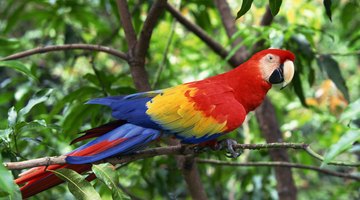 Parrots and Macaws are best housed in outside aviaries