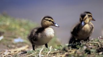 Most ducklings have squat body postures