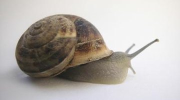 Bring a common garden snail into the classroom.