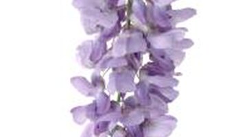 Numerous factors contribute to blooming failure in wisterias.