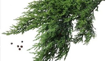 Junipers are tolerant of most light and soil conditions, but do not like too much water.