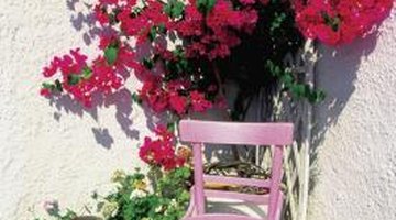 Bougainvillea dodaje koloru i prywatności.