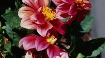 Dahlias aren't always a mass of petals.