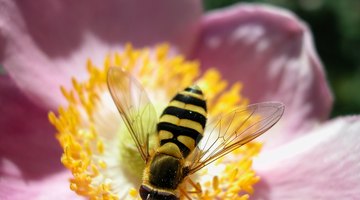 Cómo quitar un aguijón de abeja después de dos días