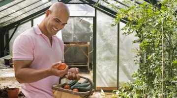 Growing vegetables in a hoop house