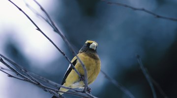 Finches will need a sheltered section in the aviary for protection during bad weather conditions