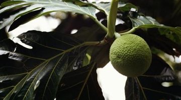 With enough light, rubber trees and fiddle-leaf figs both grow tiny fruits.