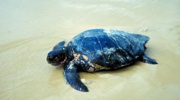 Sea turtles build their nests beneath the sand on the beaches.