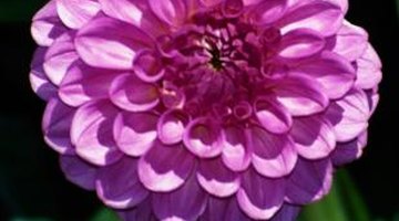 Dahlias have serrated leaves, while chrysanthemum leaves are wider and heavily scalloped.