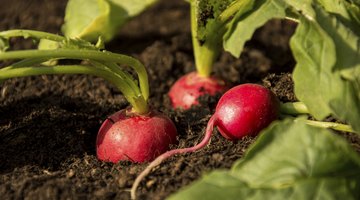 Harvest winter radishes.