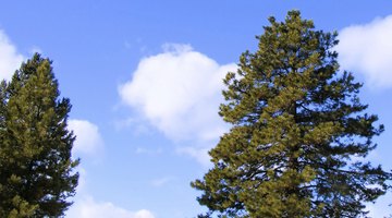 Fir trees in Canada.