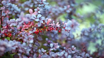 Close-up of Crimson Pygmy