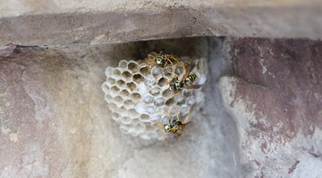 yellow jacket nest on wall