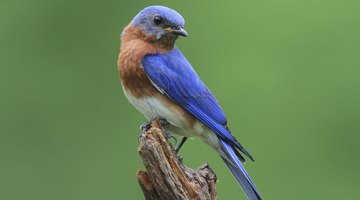 Male Eastern bluebird.