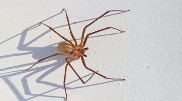 First Stages of Brown Recluse Bites