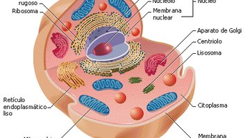 Lista de los organelos celulares y sus funciones