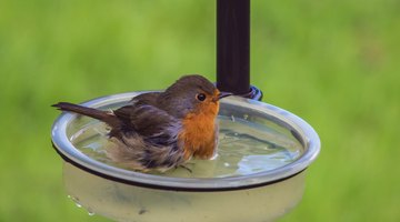 Cómo matar a los ácaros de pájaro en seres humanos