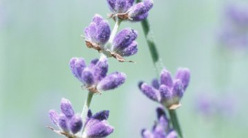 Lavender tints the vinegar a pretty shade of lavender.