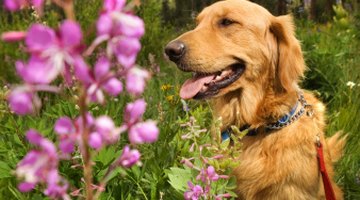 Dogs will eat anything, but they seldom eat enough plant material to cause great harm.