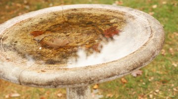 Change standing water frequently to prevent horse fly breeding.