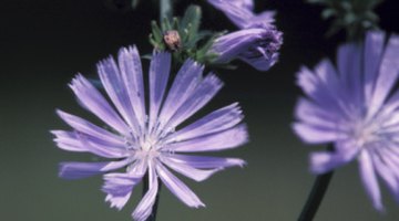 Blossoms of chicory