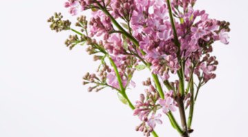 Lilac flowers grow on a tall stalk.