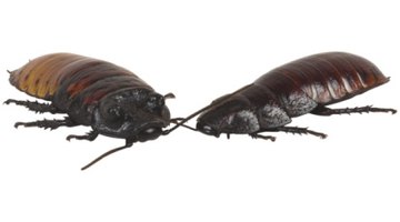 El ácido bórico es un exterminador de uso común de cucarachas.